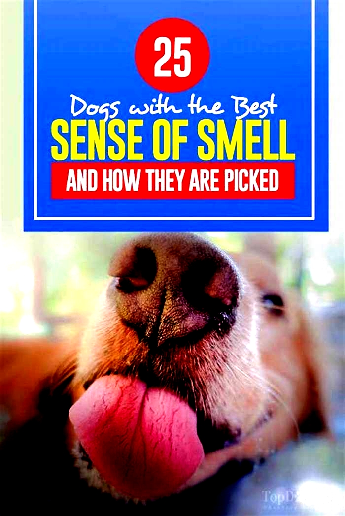 Can dogs smell mania