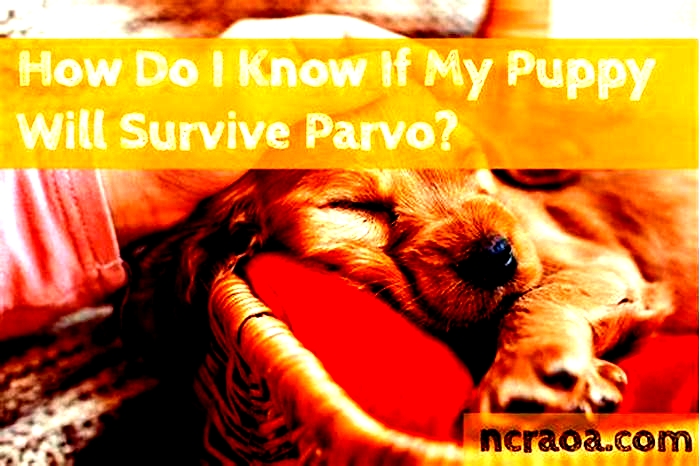 Can dogs survive parvo?