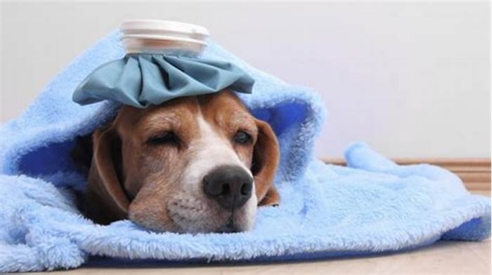 Can dogs survive tuberculosis