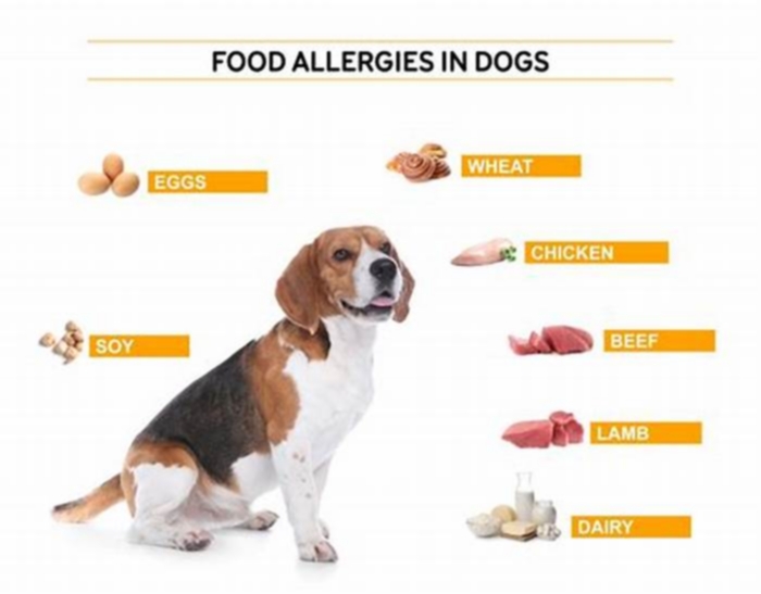 Can dry food cause allergies in dogs