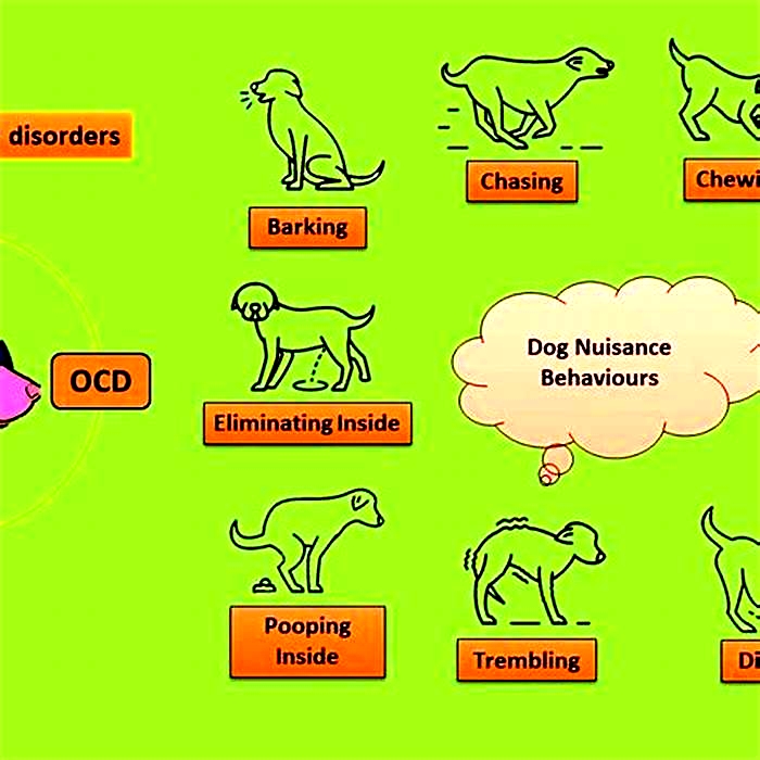 Can my dog have a personality disorder?