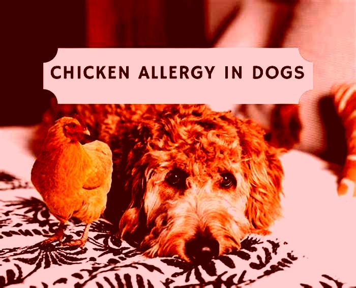 Can too much chicken be bad for dogs