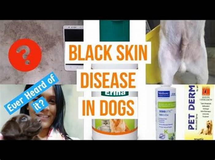 Can you cure black skin disease in dogs