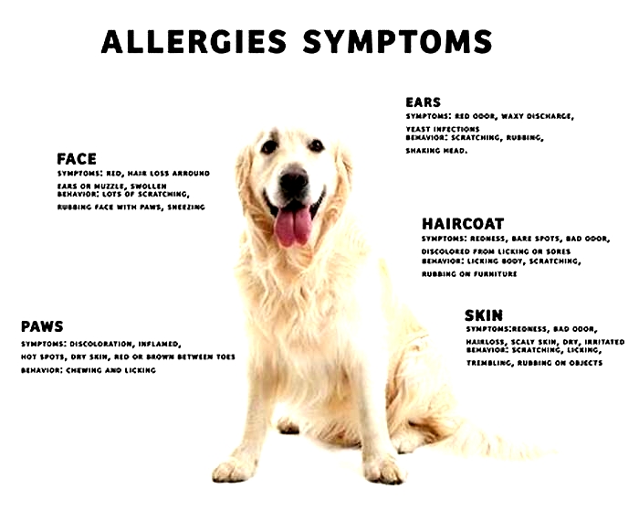 Can you have a pet dog if you are allergic?