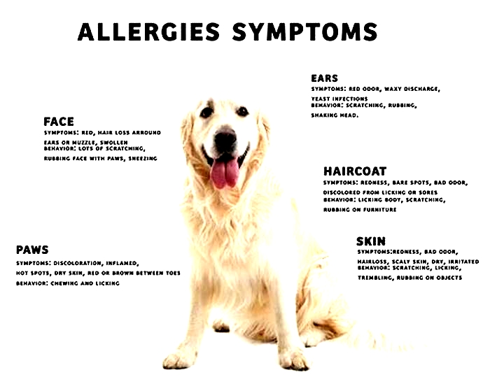 Can you overcome pet allergies