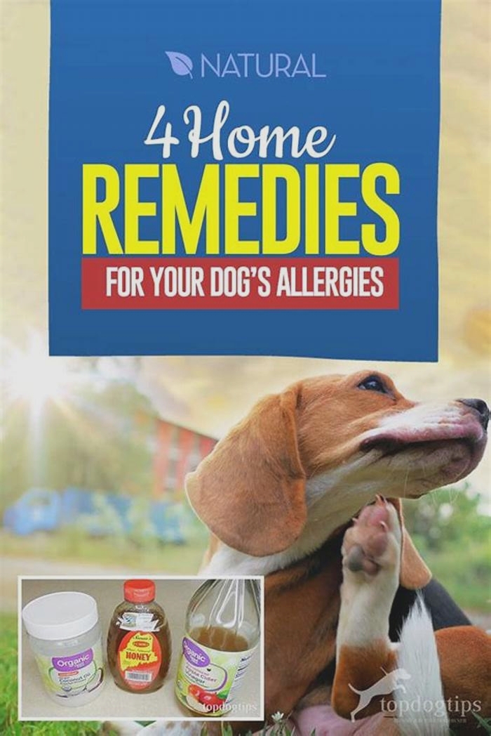 Can you treat dog allergies at home?