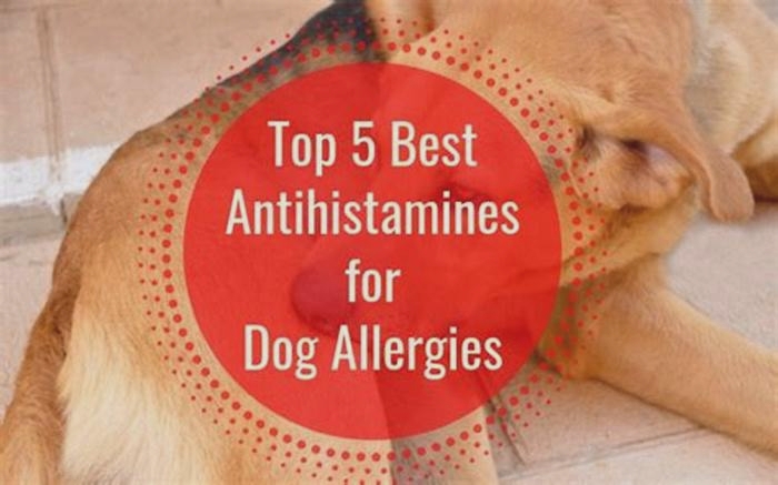 Do antihistamines stop pet allergies?