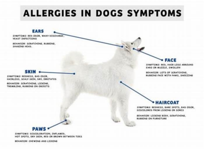 Do dog allergies cause bumps?