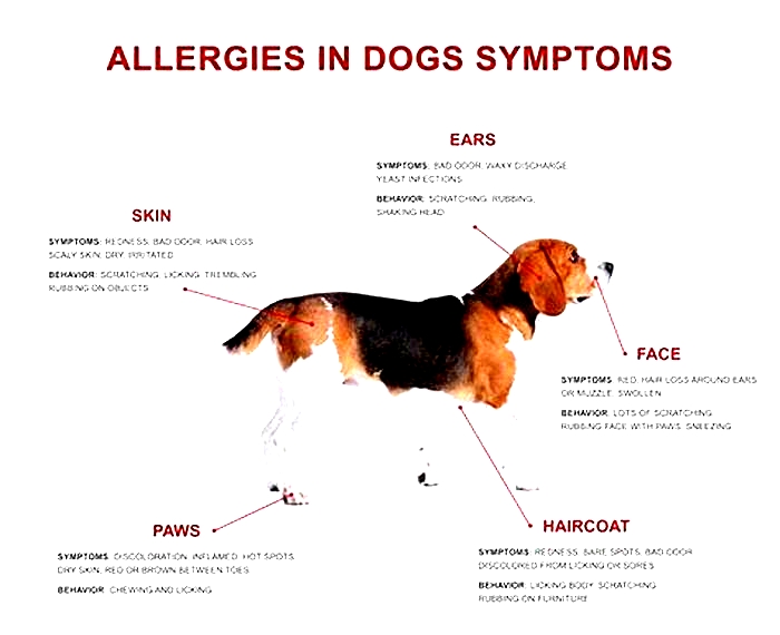 Do dog allergies go away?