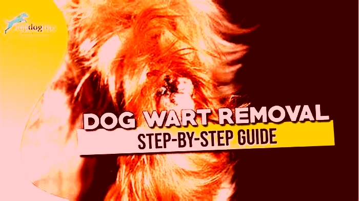 Do dog warts go away