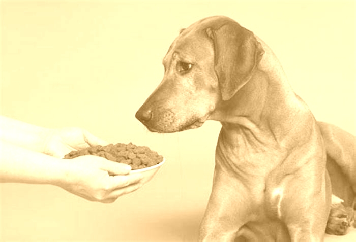 Do dogs eat less as they age?