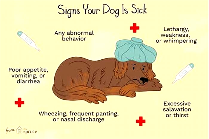 Do dogs feel pain when they are sick