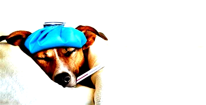 Do dogs get sad when sick?