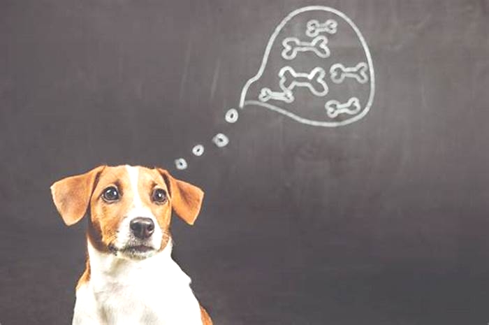 Do dogs have intrusive thoughts?