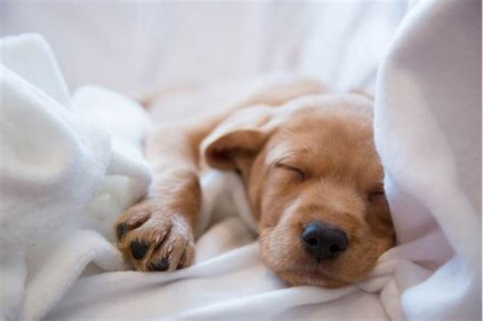 Do dogs sleep a lot when sick