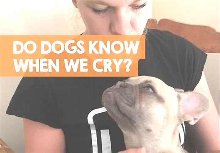 Do dogs understand human crying?