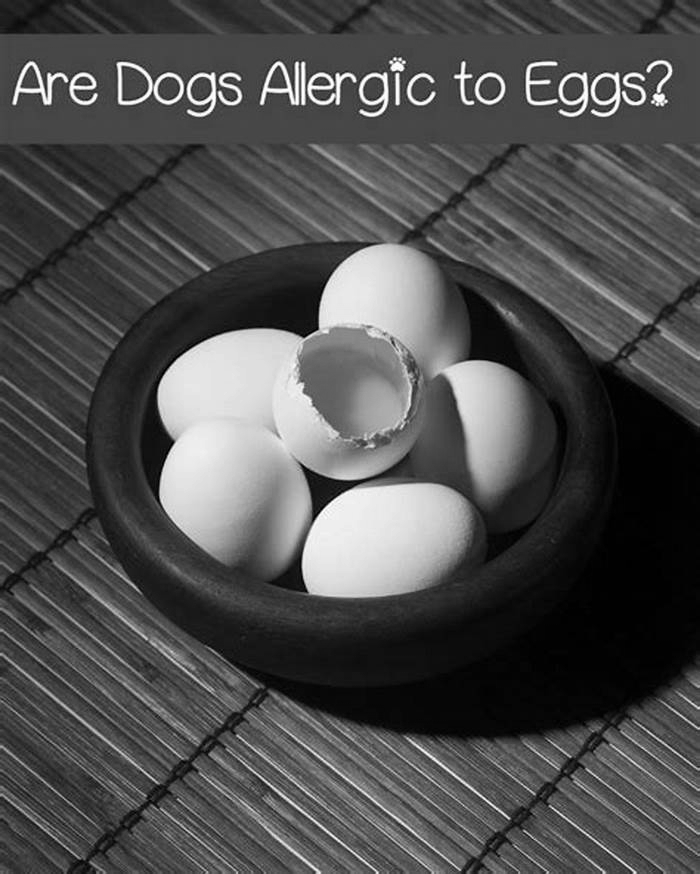 Do eggs help dogs itchy skin