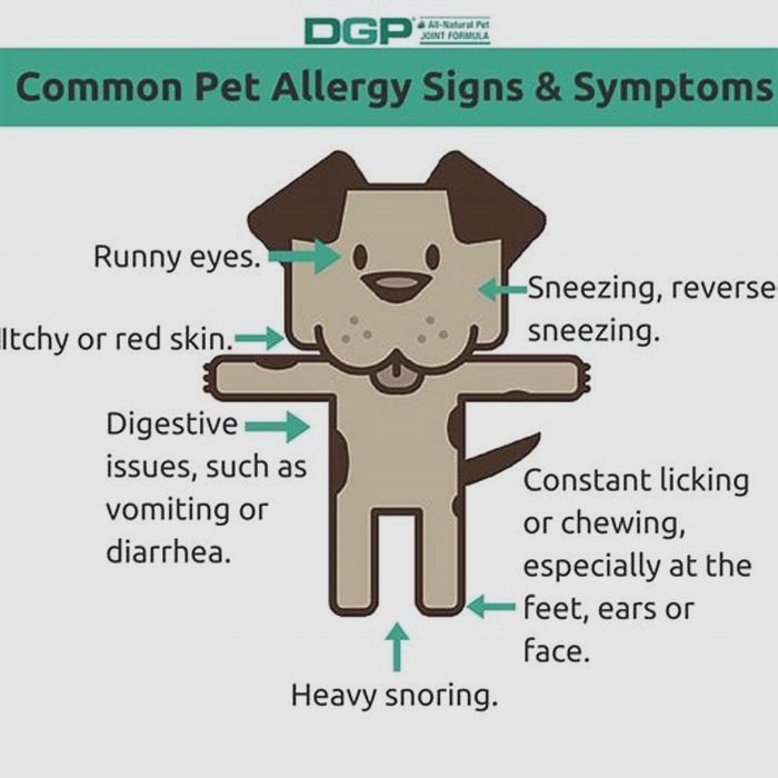 Do pet allergies get worse over time