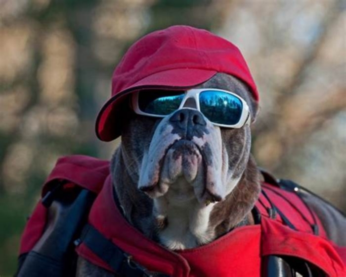 Do sunglasses scare dogs?