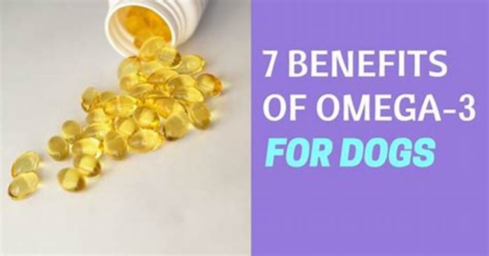 Does Omega 3 help with dog allergies?