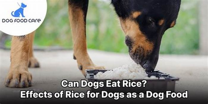 Does Rice make dogs itchy?