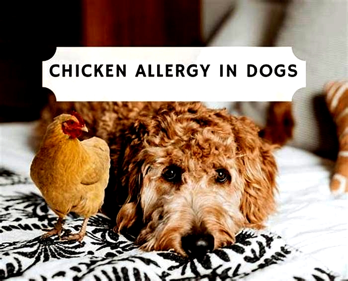 Does cooked chicken cause allergies in dogs