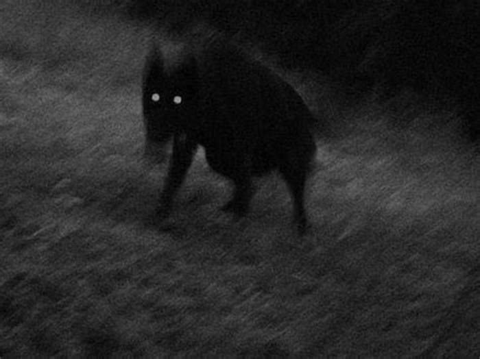 Does darkness scare dogs?