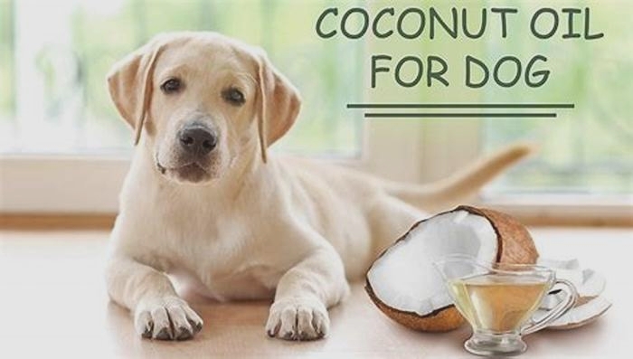 Does feeding dog coconut oil help with allergies