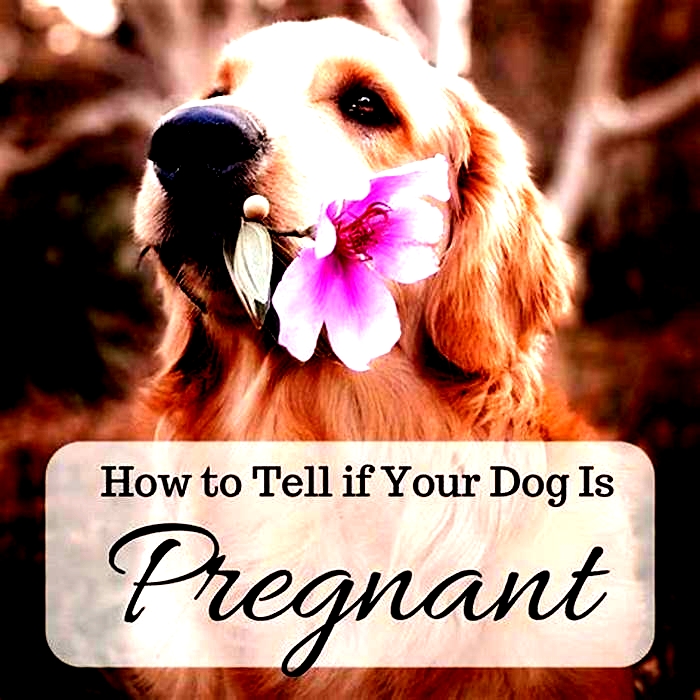 Does my dog know I m pregnant