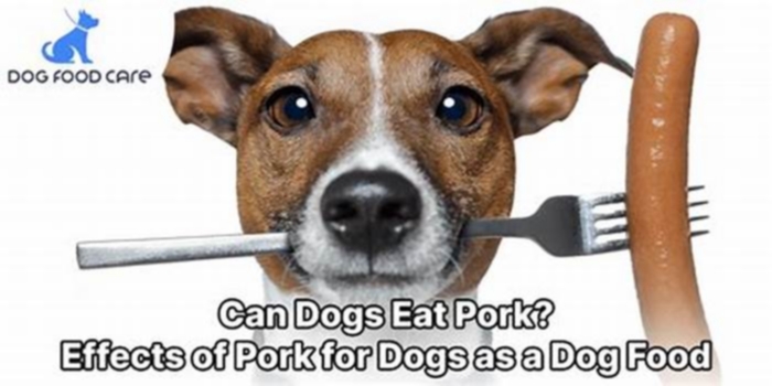 Does pork make dogs itchy