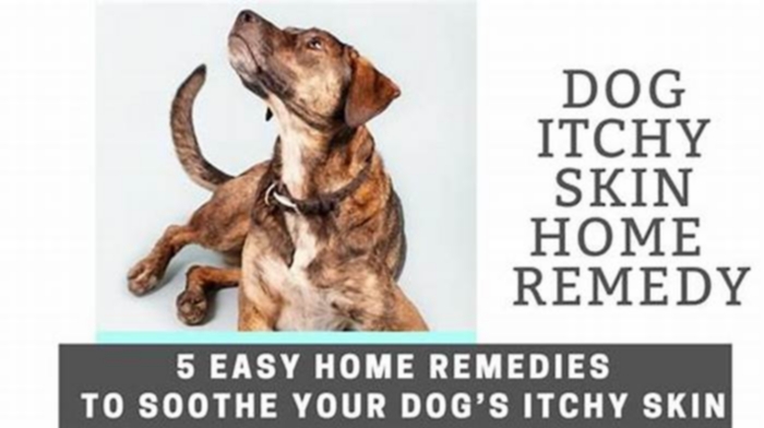 How can I make my dog less itchy