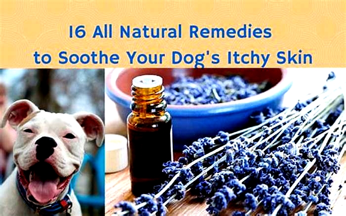 How can I soothe my dogs itchy skin naturally?
