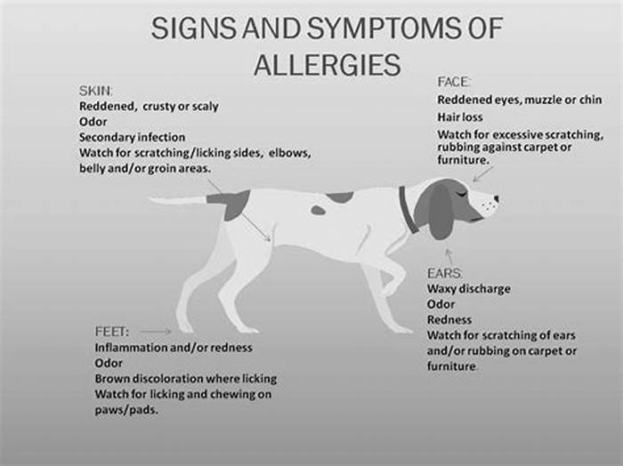 How can I tell if my dog is allergic to chicken?