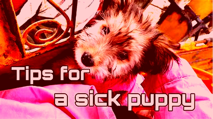 How can I treat my sick dog at home