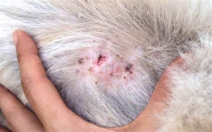 How do I get rid of black scabs on my dog