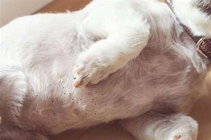 How do I get rid of blackheads on my dogs belly?