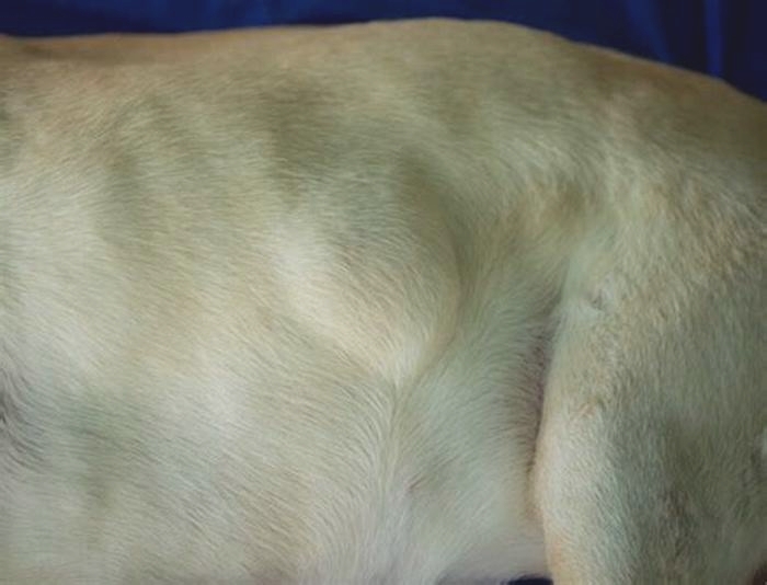 How do I get rid of bumps on my dog?