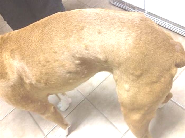 How do I get rid of bumps on my dogs body