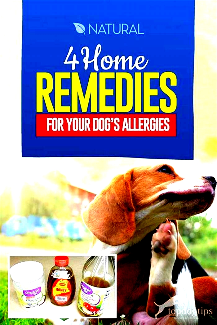 How do I get rid of my dogs allergies?