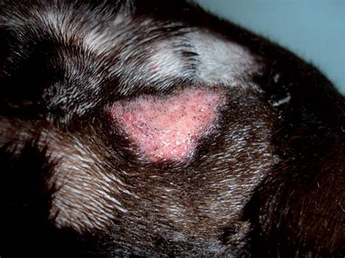 How do I know if my dog has a bacterial or fungal infection?