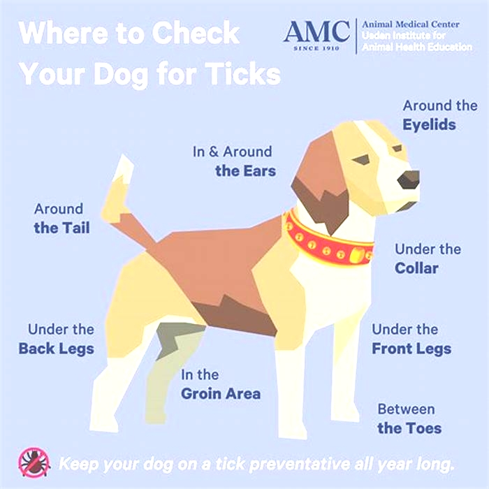 How do I know if my dog has a tick or mole