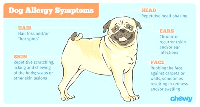 How do I know if my dog is allergic to beef