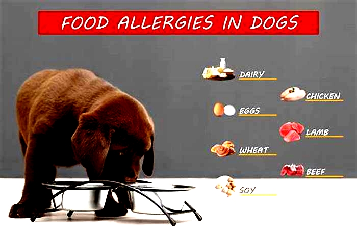 How do I know if my dog is allergic to his food?