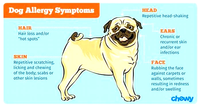 How do I know if my dog is allergic to protein?