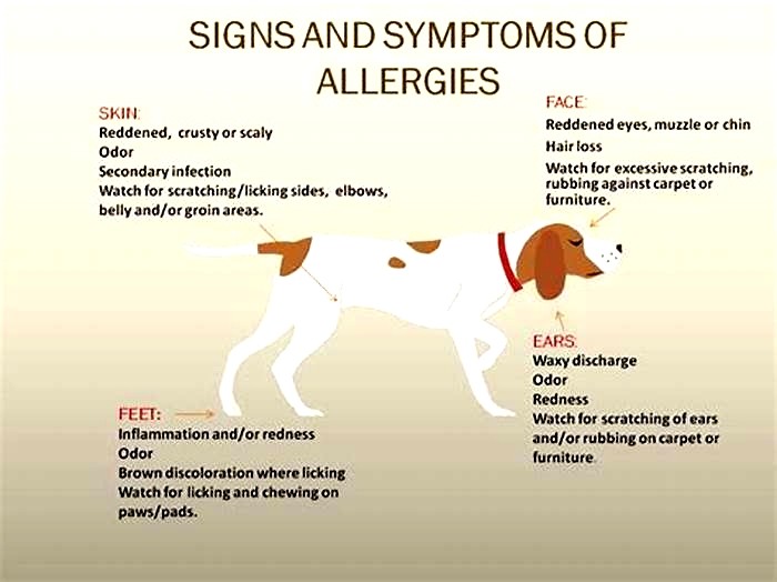 How do I know if my dog is having an allergic reaction to food