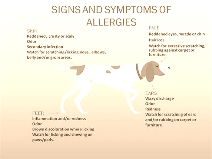 How do I know if my dogs food is causing skin allergies?