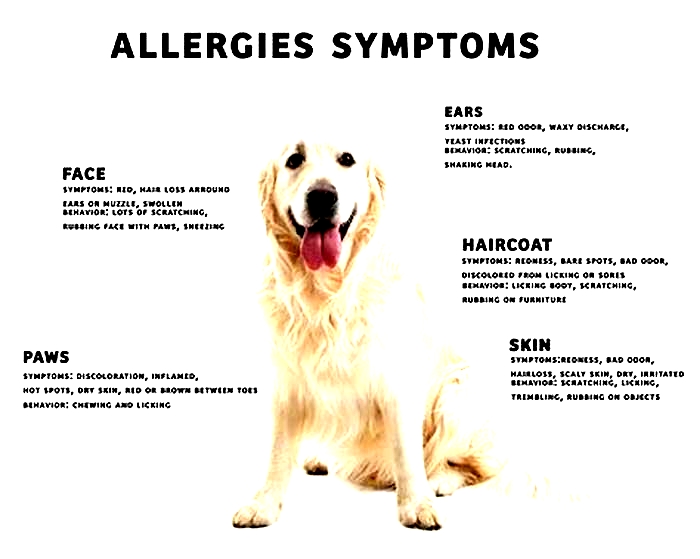 How do I make my dogs allergies go away