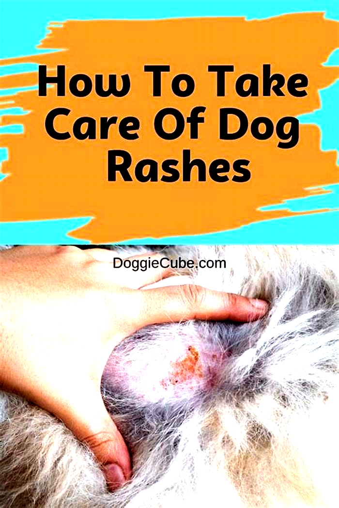 How do I treat a rash on my dog s belly