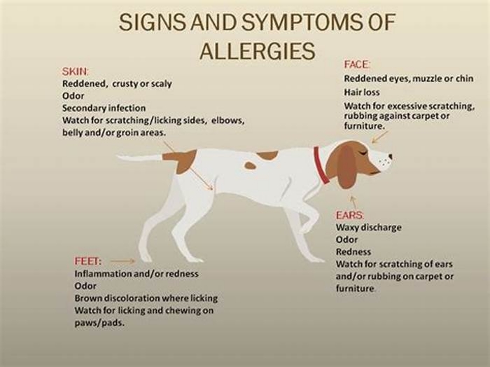 How do dogs act when they are allergic to something