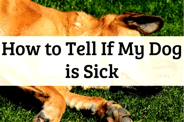 How do dogs act when they are sick?